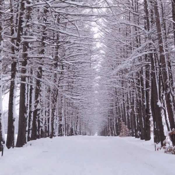 雪のカラマツ林。